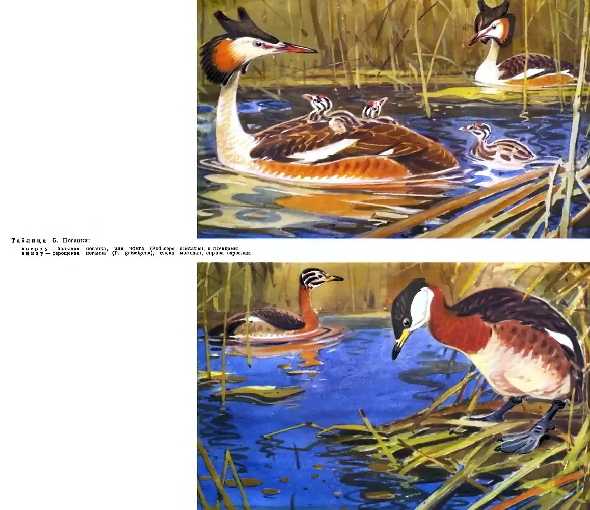 Чомга иллюстрация художник