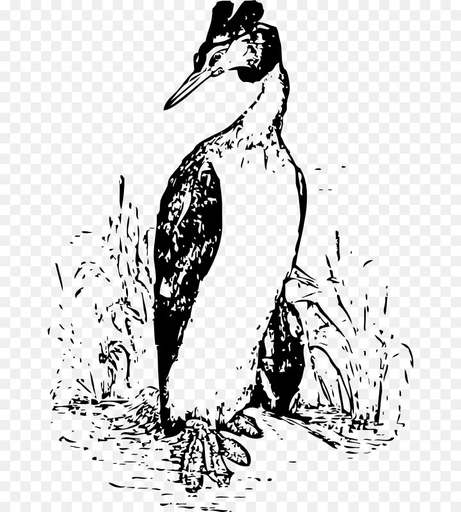 Чомга раскраска