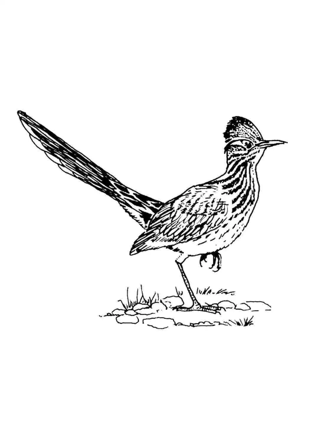 Раскраски птицы пустыни