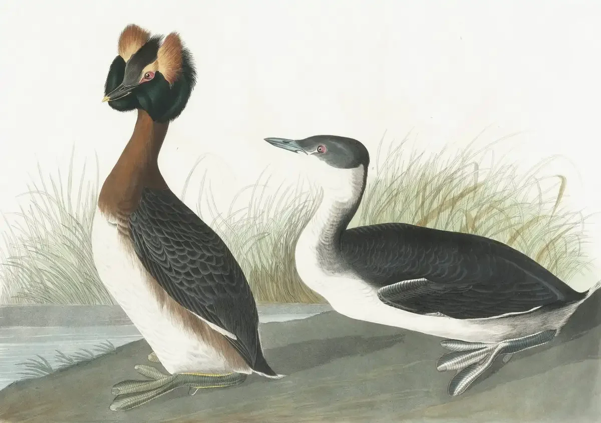 Красношейная поганка рисунок