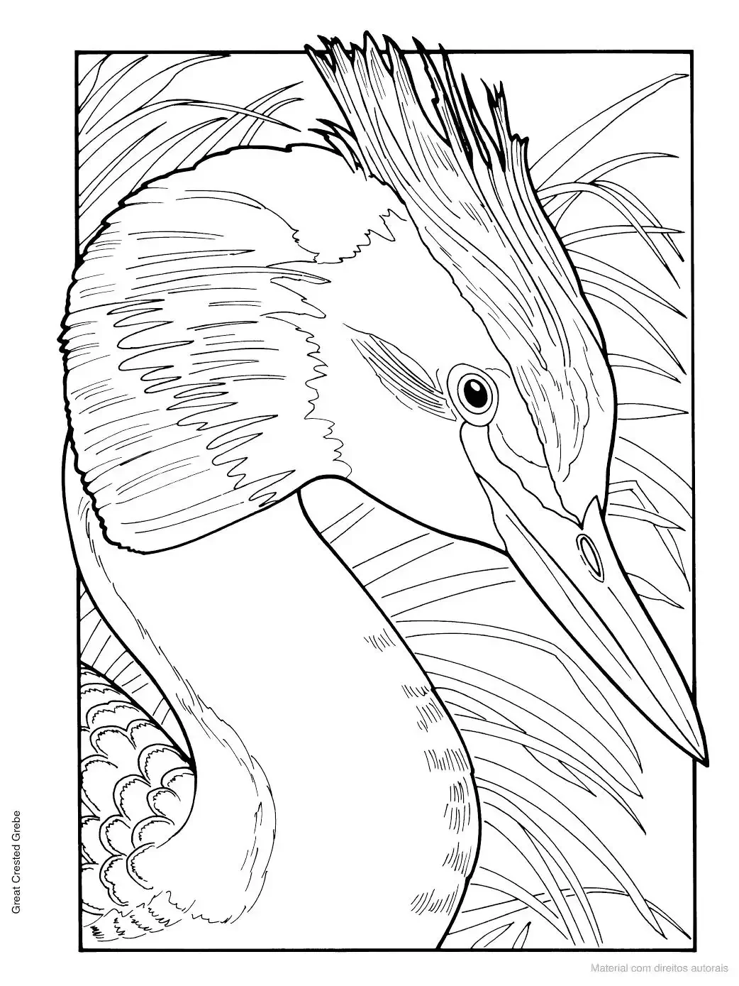 Чомга птица раскраска