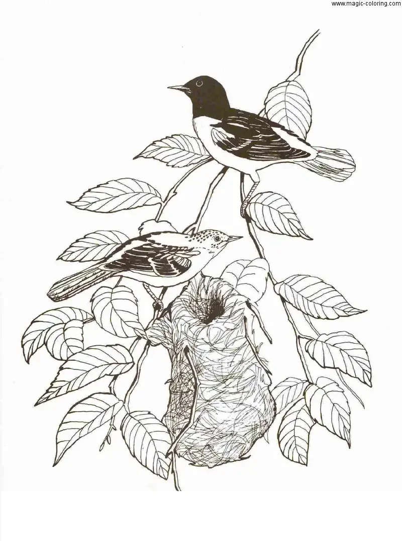 Лебедь кликун раскраска для детей