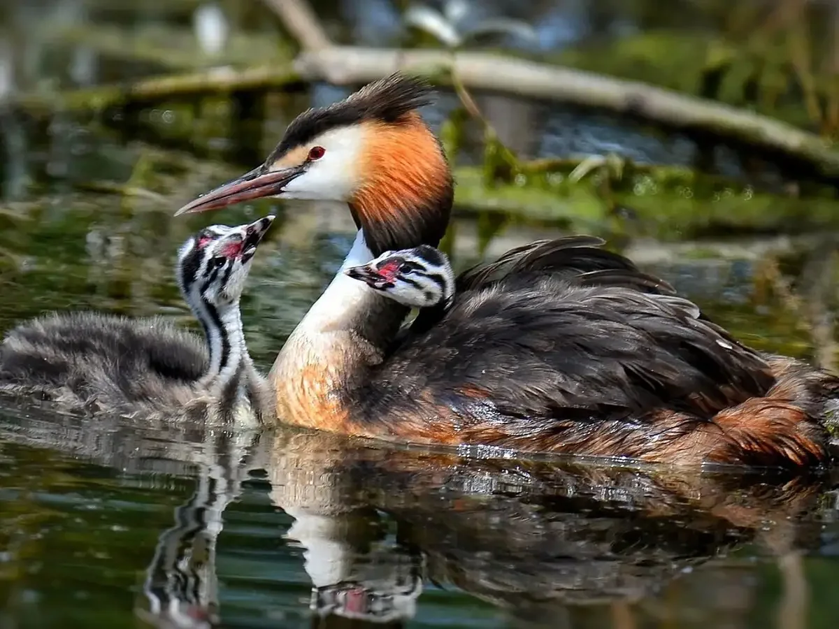 Приёмыш мамин Сибиряк раскраска