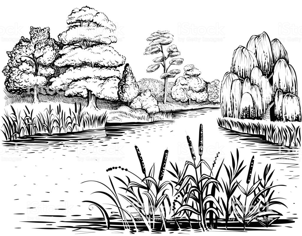 Керби Розанес Мандрагора