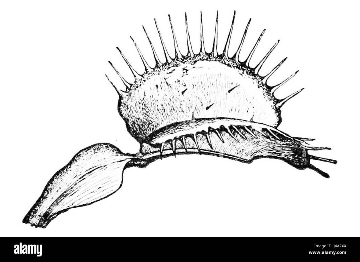 Венерина мухоловка раскраска для детей