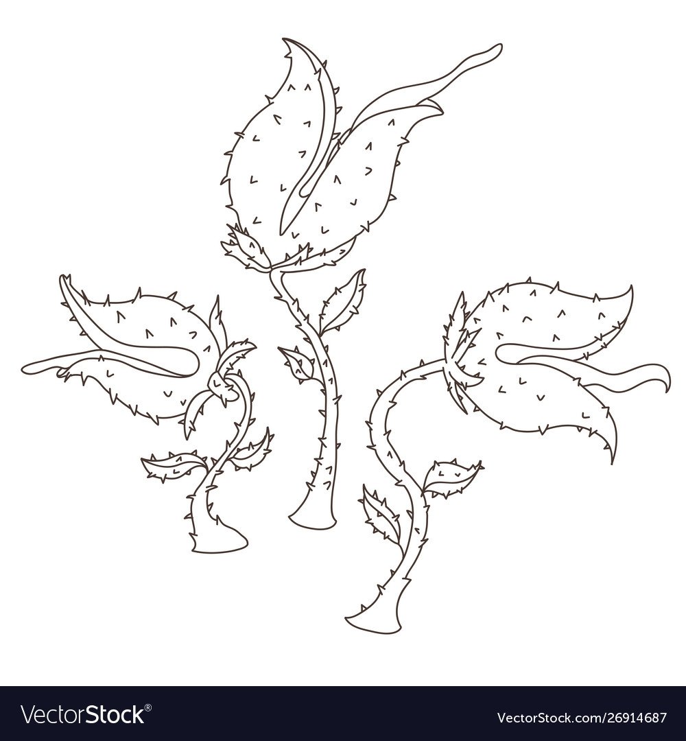 Саррацения раскраска