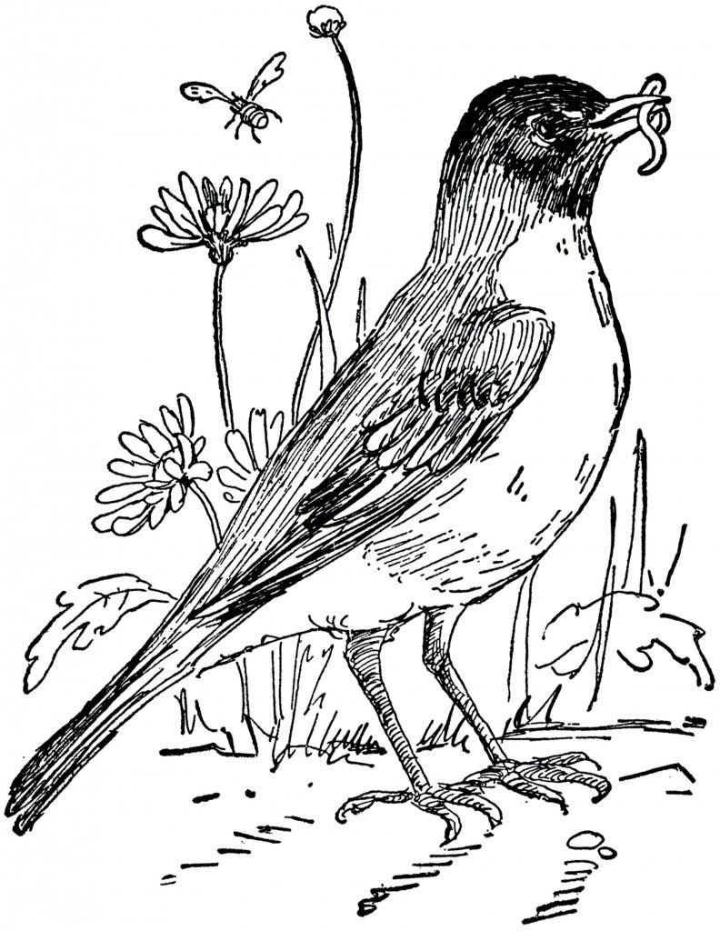 Раскраска Хищные растения