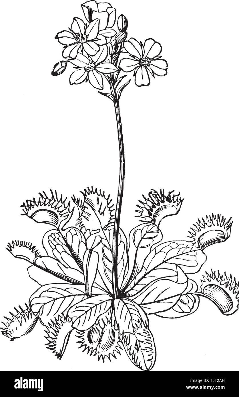 Венерина мухоловка