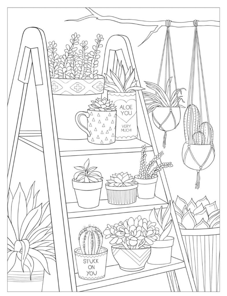 Раскраска Суккуленты