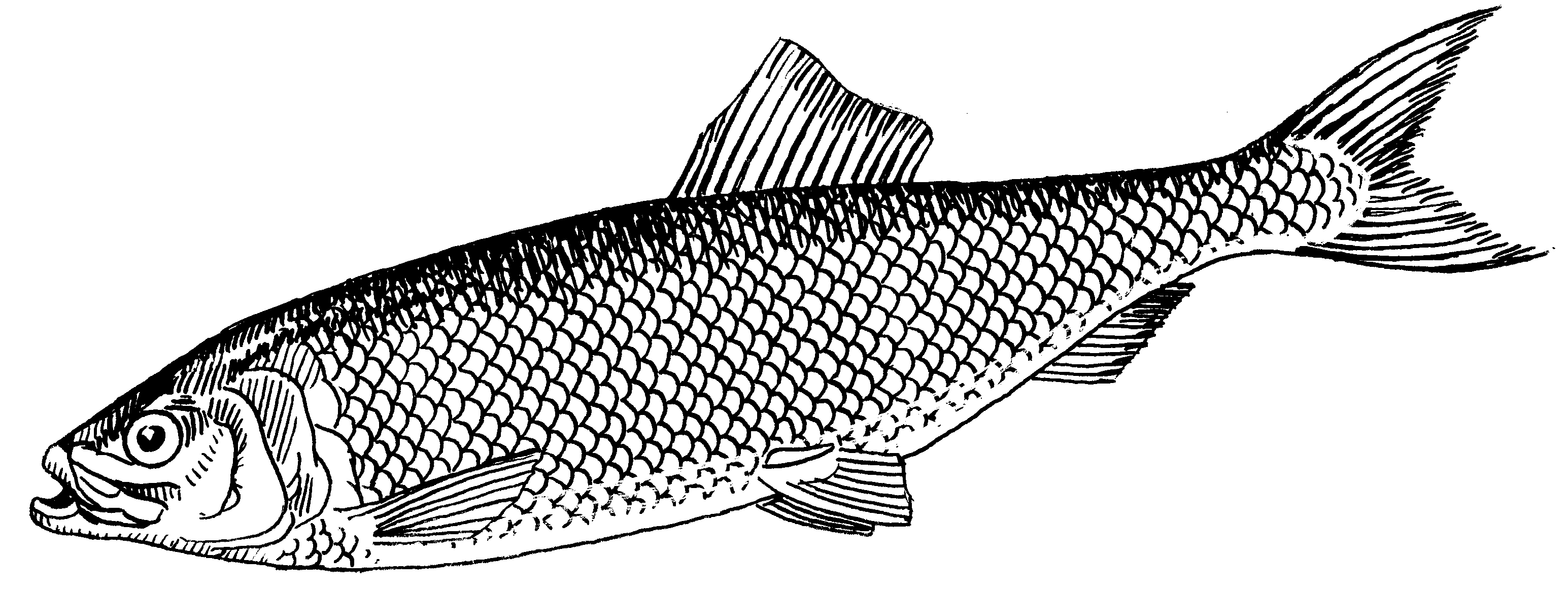 Рыба черно белая