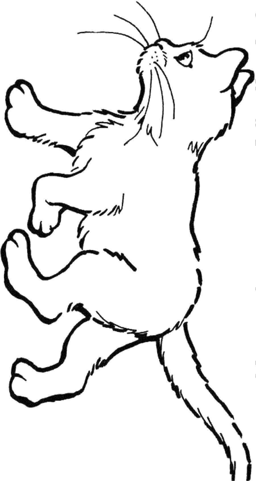 Кот для раскрашивания сзади