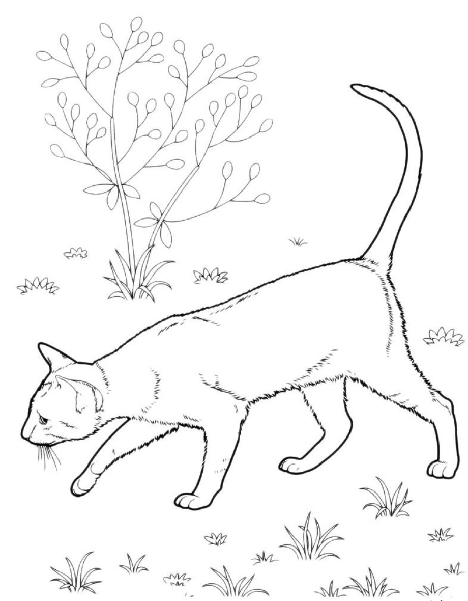 Кот ворюга раскраска