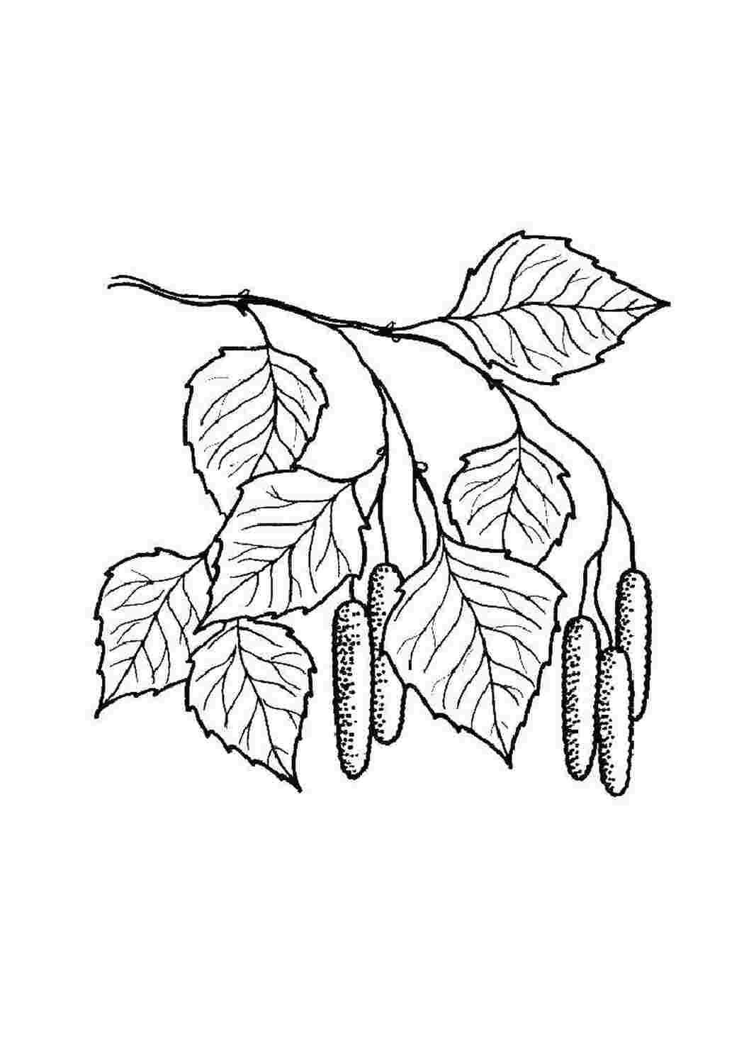 Береза раскраска для детей