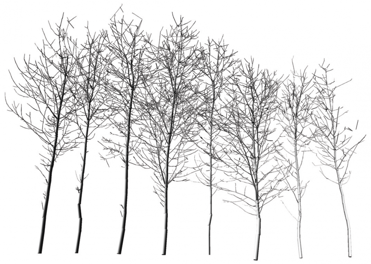 Ветка березы для раскрашивания