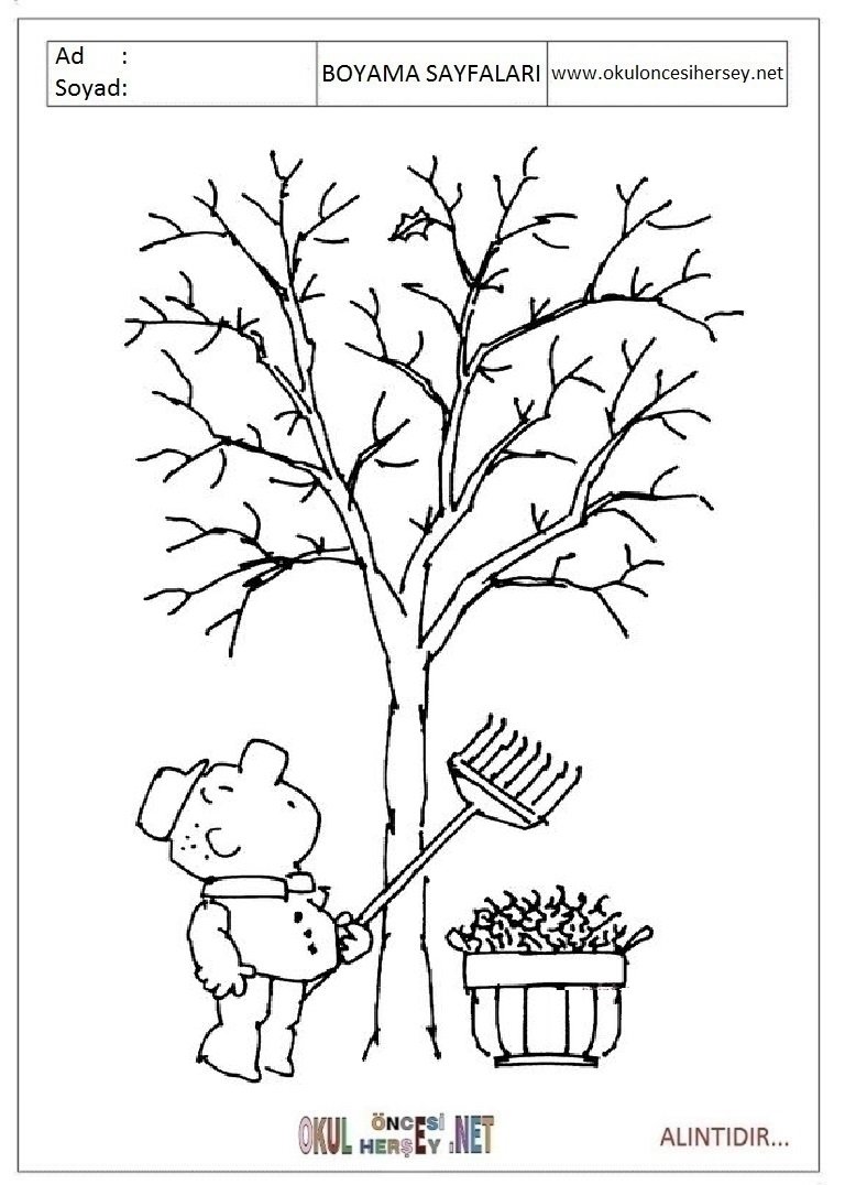 Семена берёзы раскраска для малышей