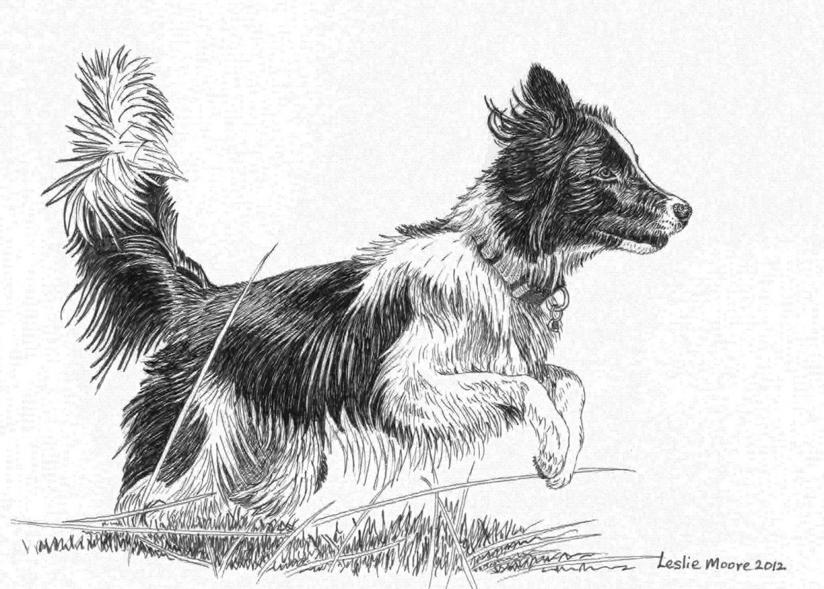 Кусака иллюстрации