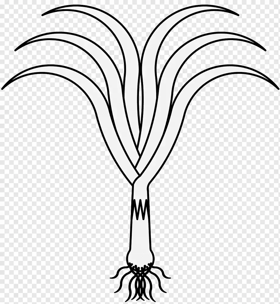 Лук раскраска