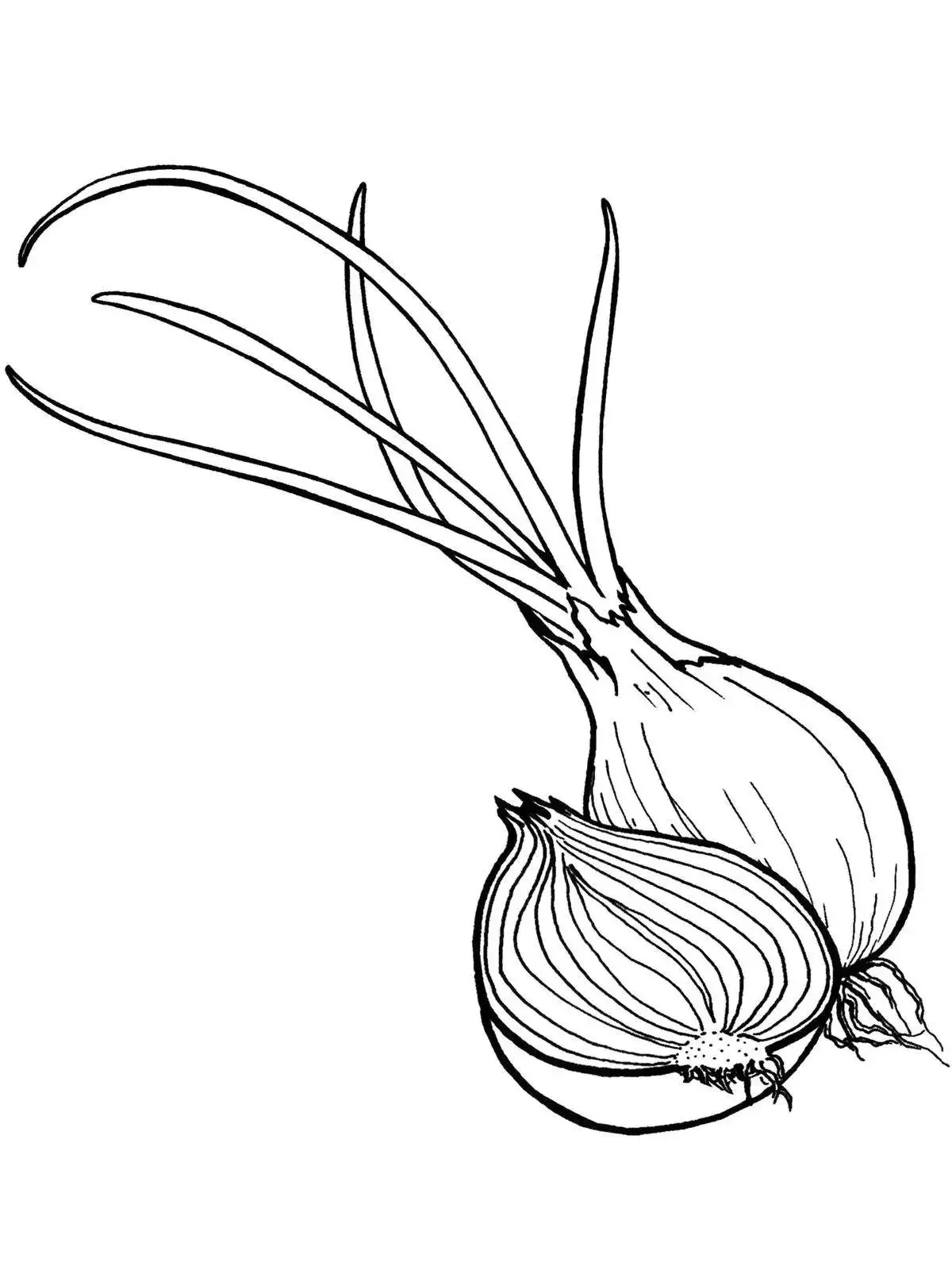 Луковица с перьями