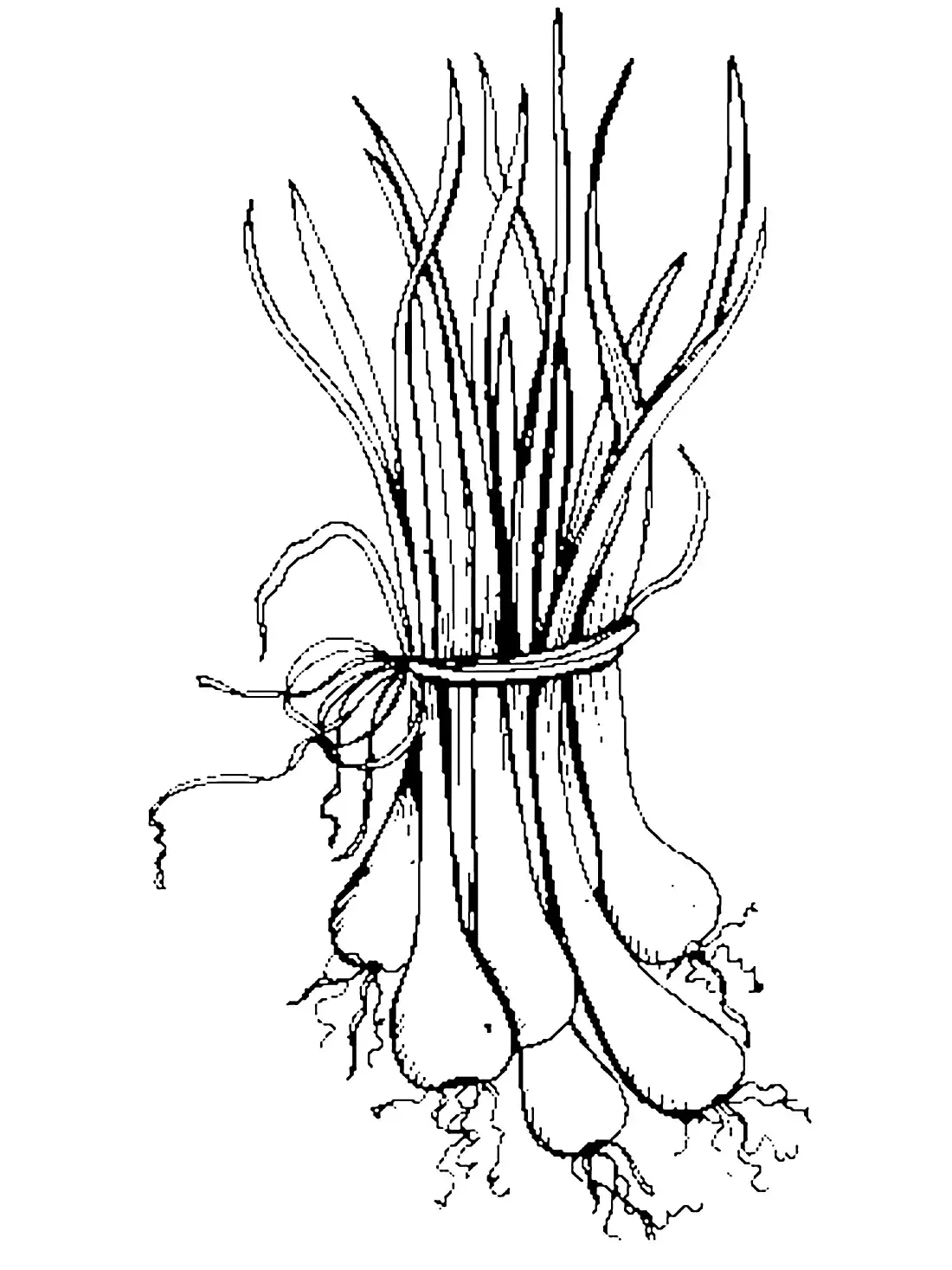 Лук шалот раскраска