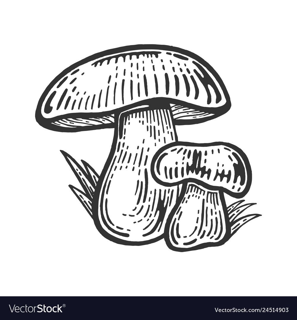 Белый гриб силуэт