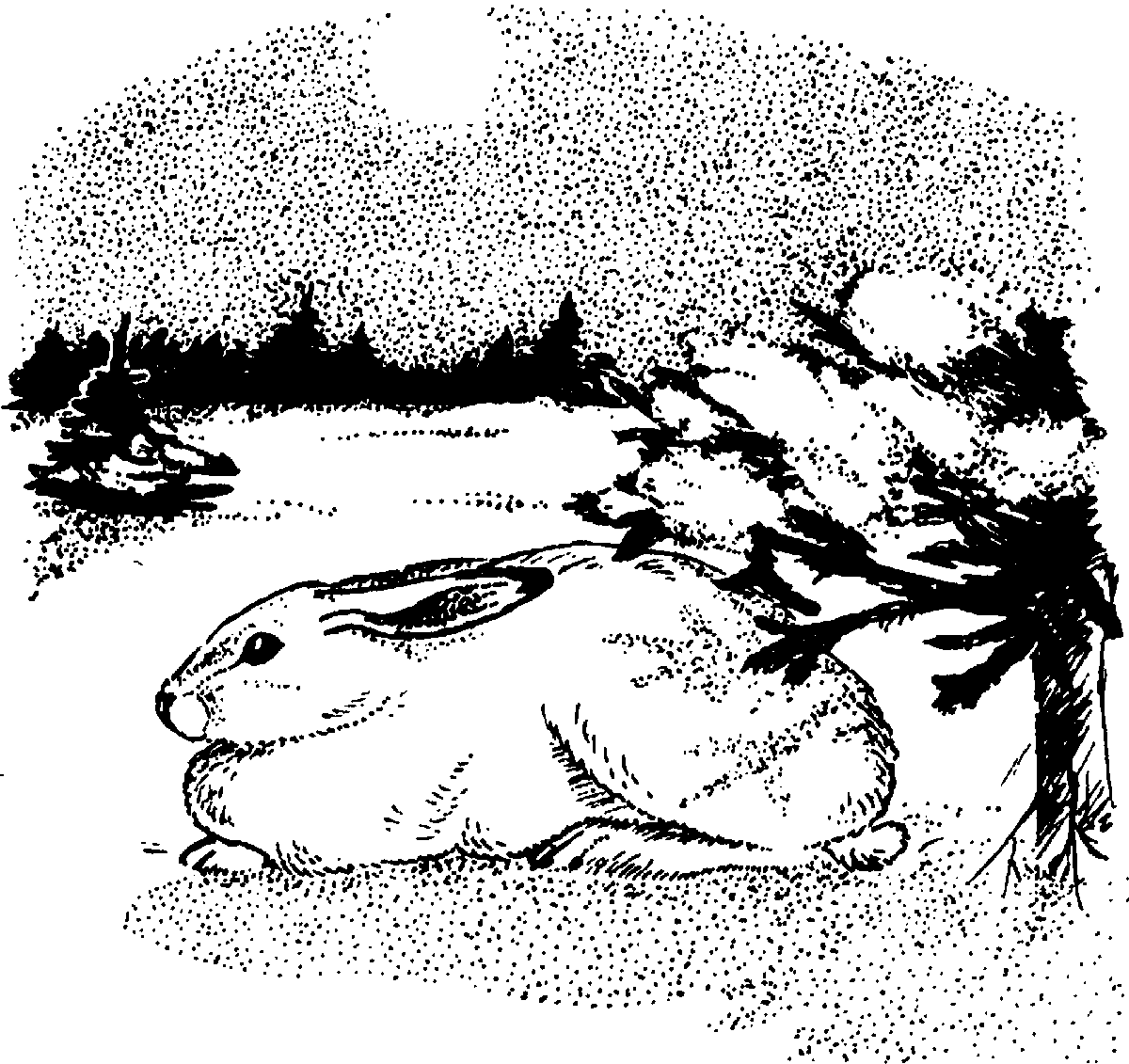 Раскраска животные заяц