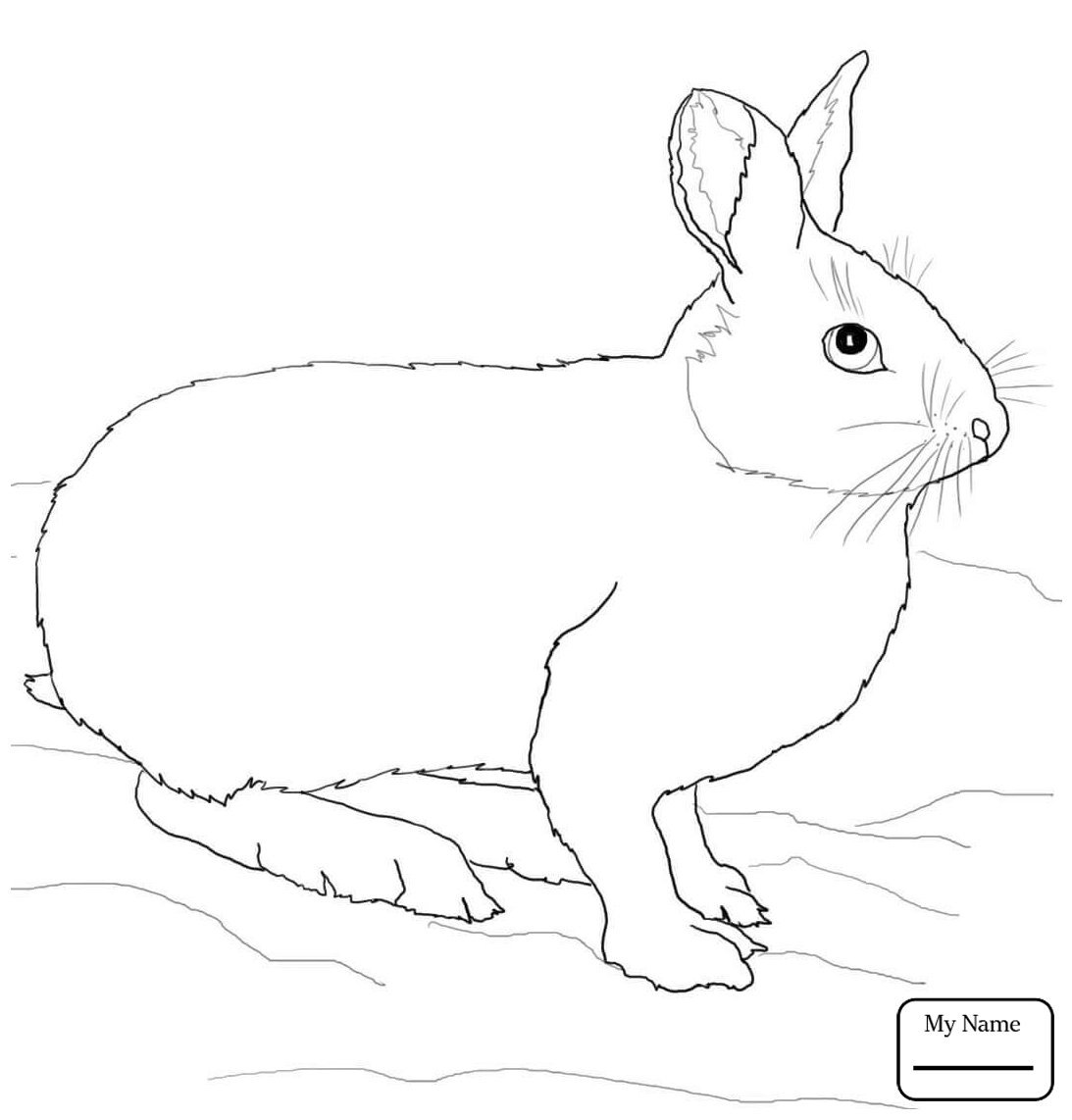 Заяц Беляк раскраска