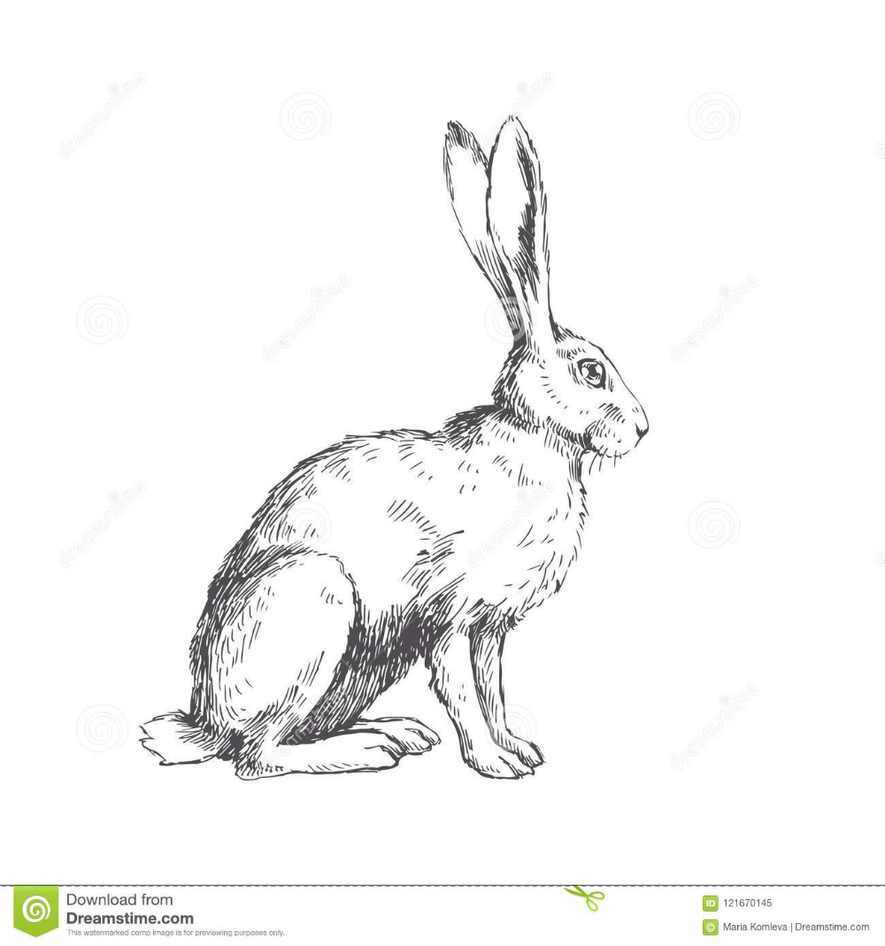 Кролик раскраска