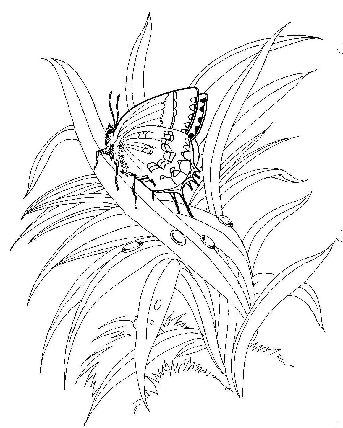 Насекомые на цветах раскраска