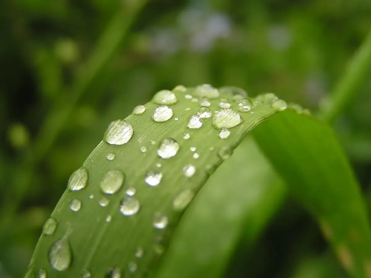 Что такое роса для детей