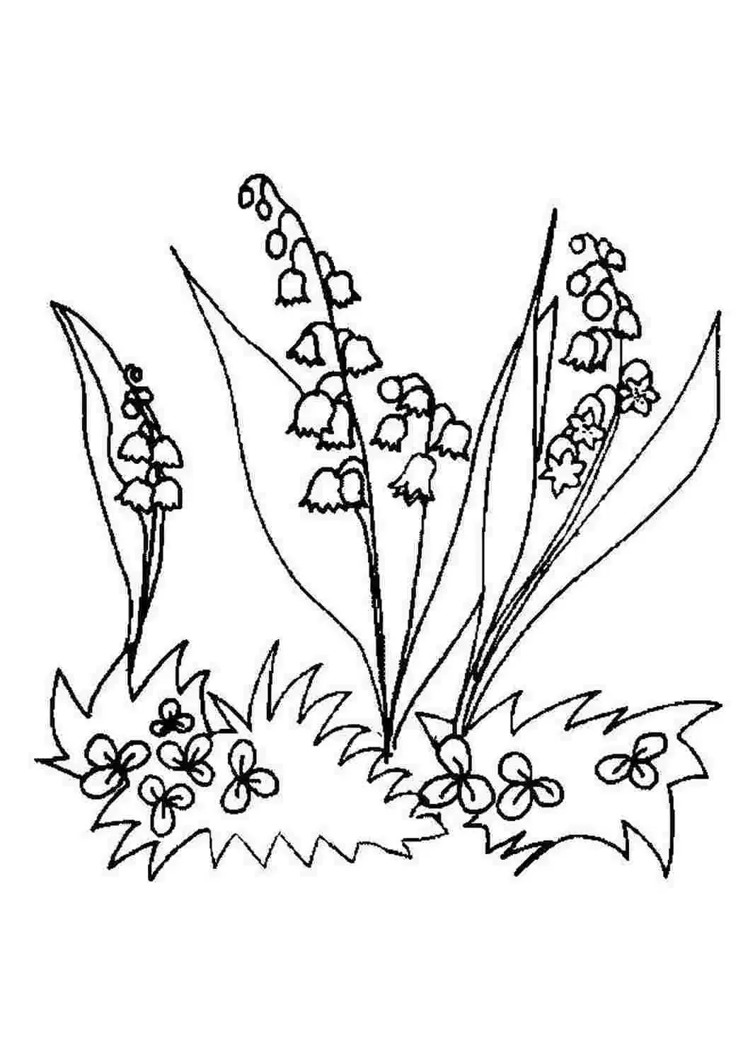 Ландыш раскраска