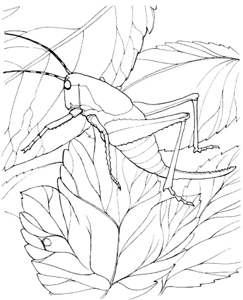 Раскраска насекомые кузнечик