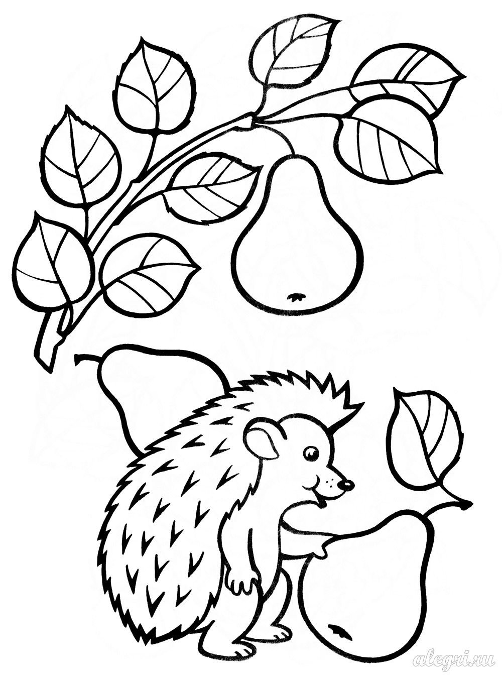 Раскраска Ёжик