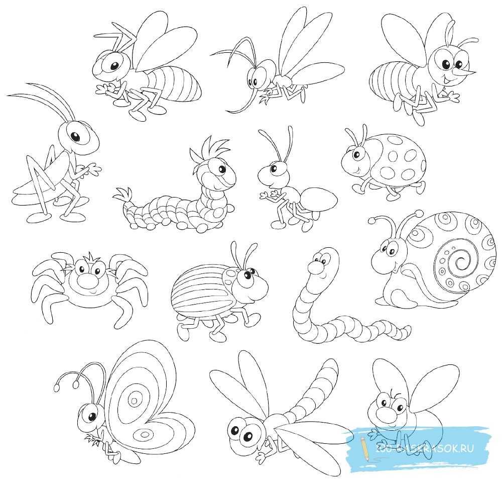 Раскраска насекомые много