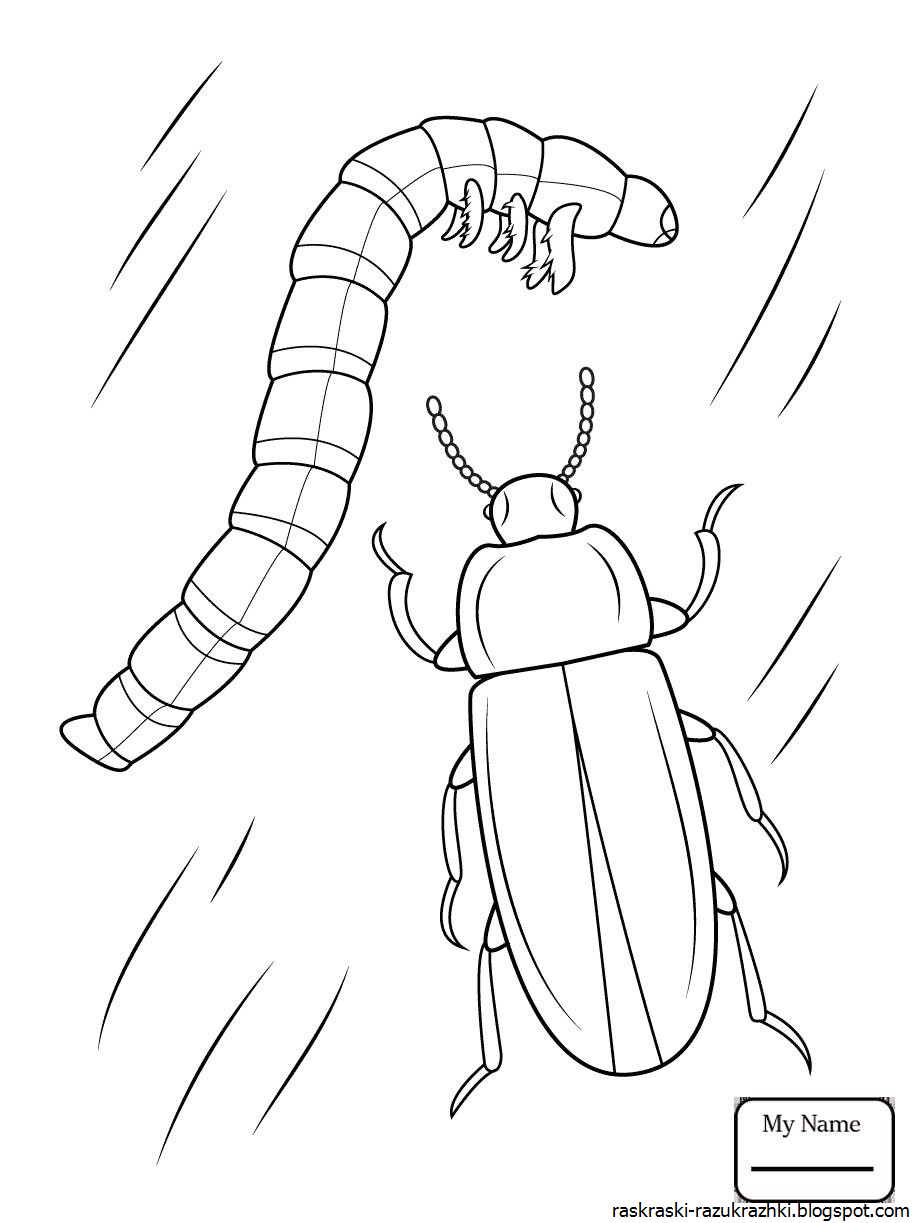 Жук бомбардир раскраска