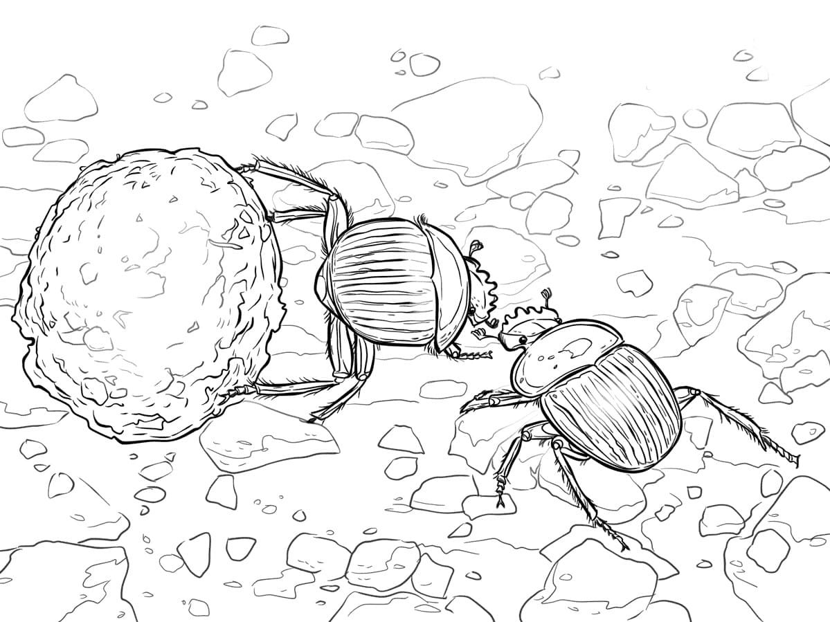 Жуки раскраски для детей