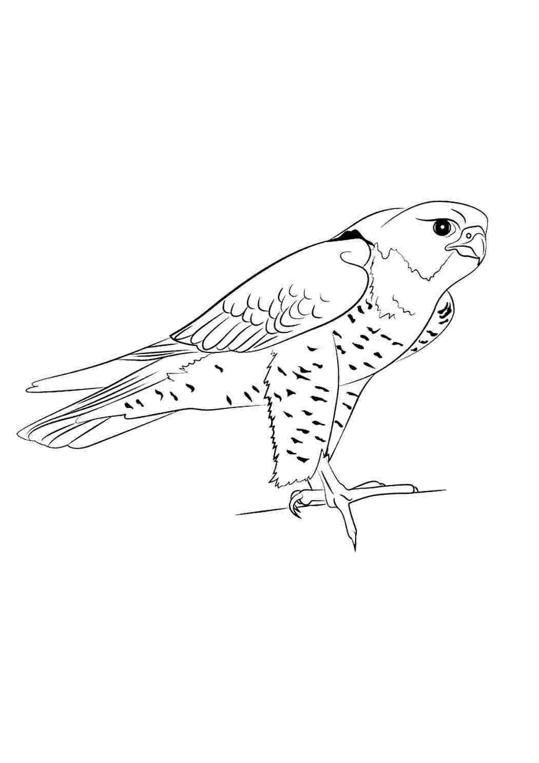 Сапсан птица раскраска