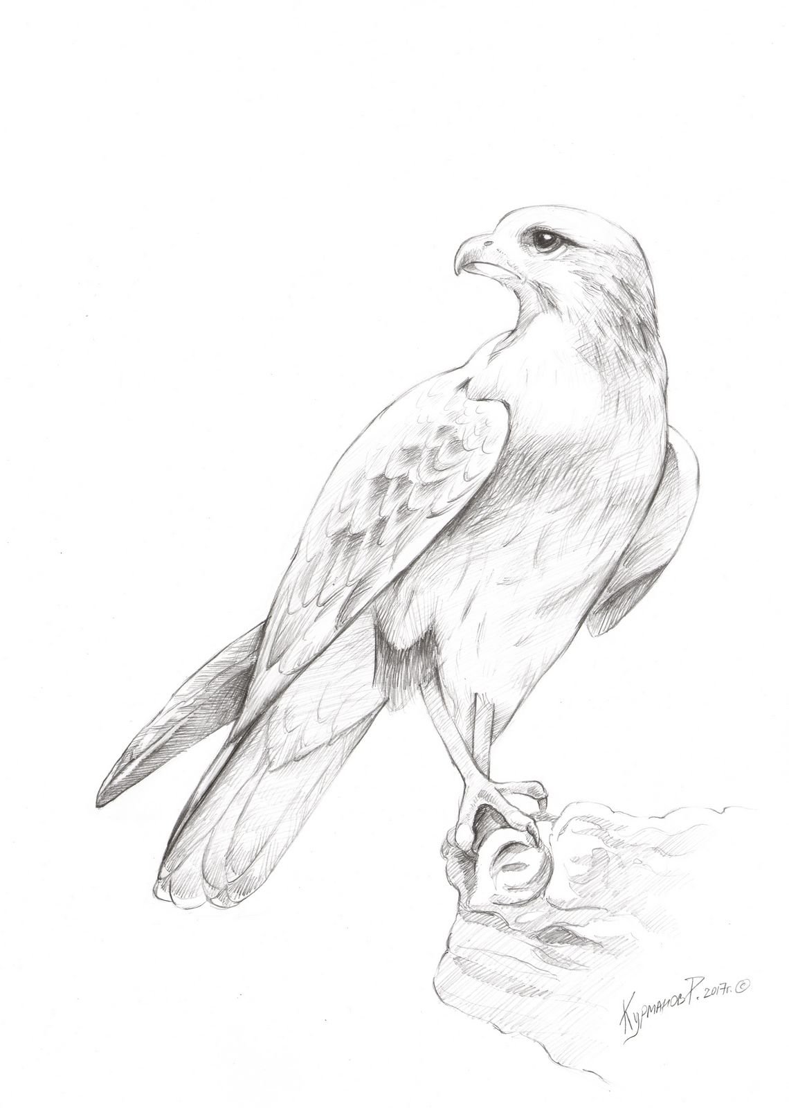 Сокол Сапсан эскизы