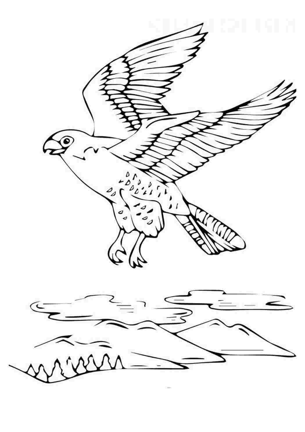 Сокол раскраска