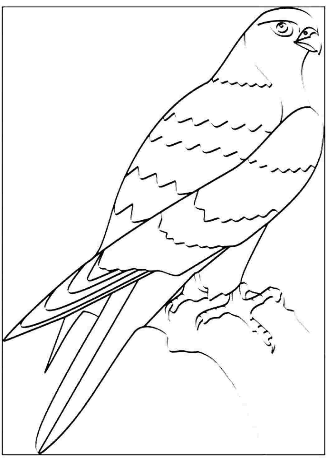 Сокол Сапсан раскраска