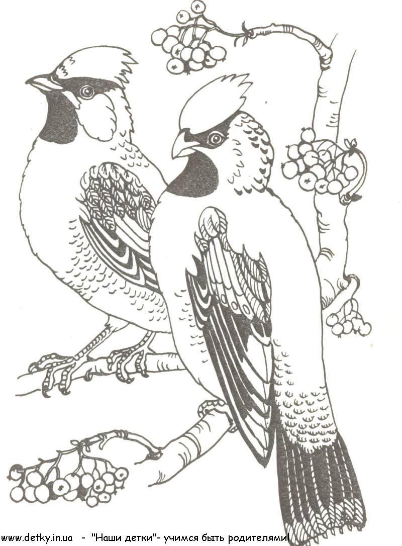 Лесные птицы раскраска