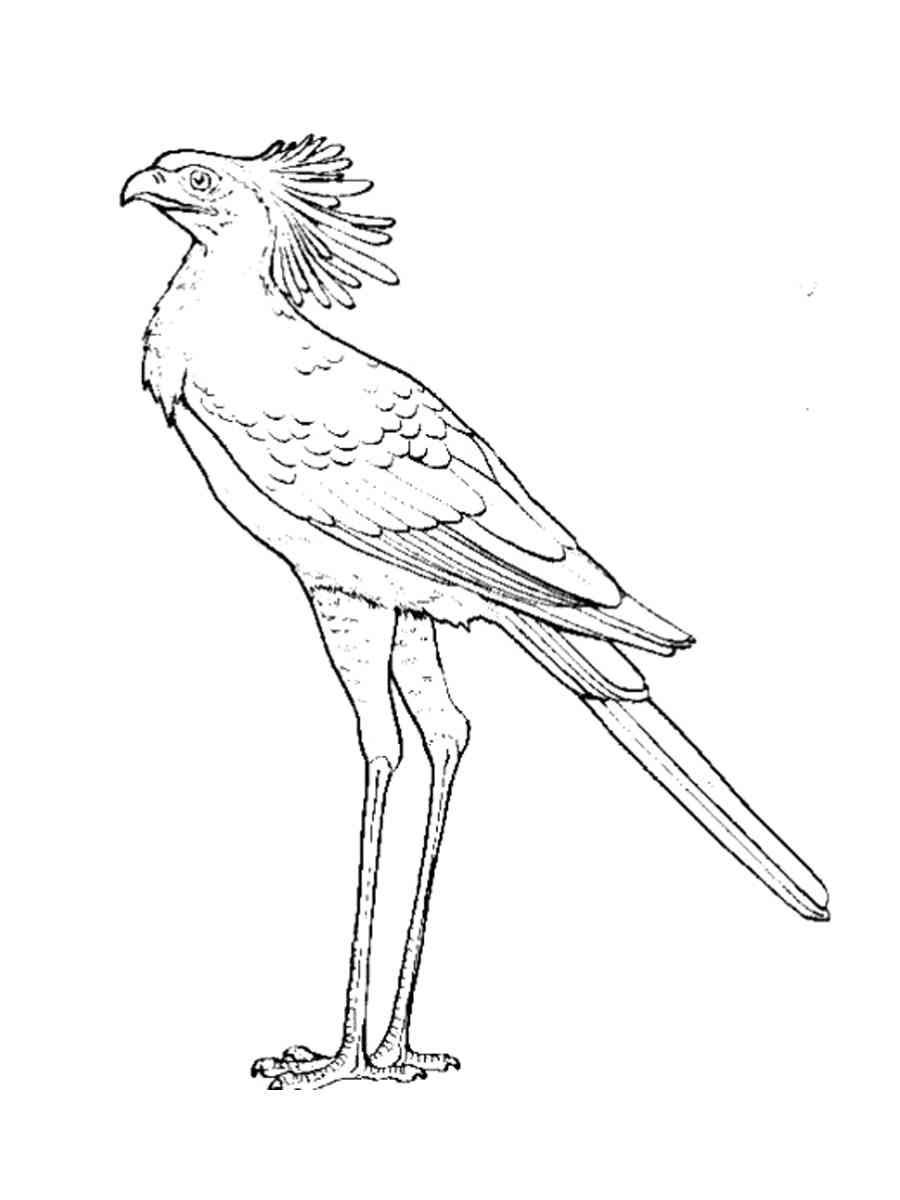 Птица секретарь раскраска