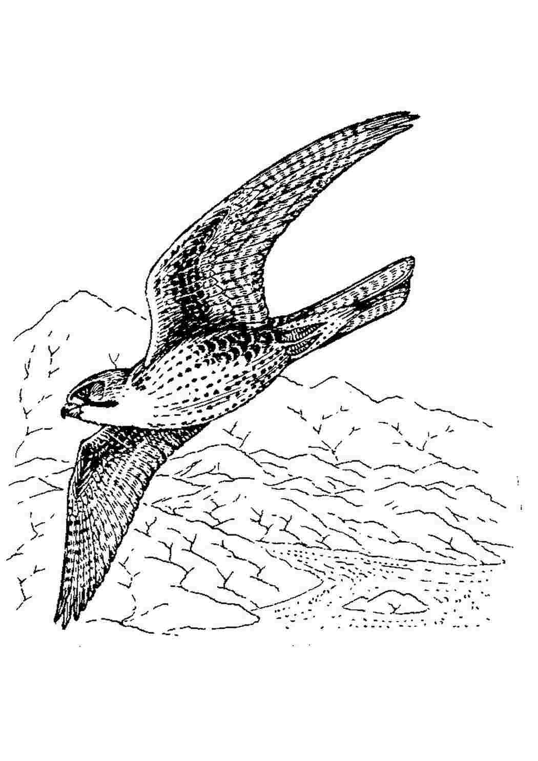 Сапсан птица