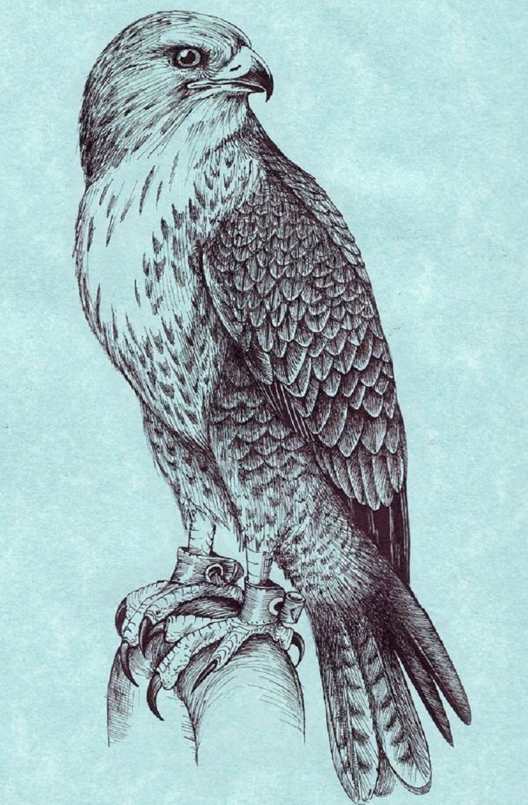 Сапсан птица тату
