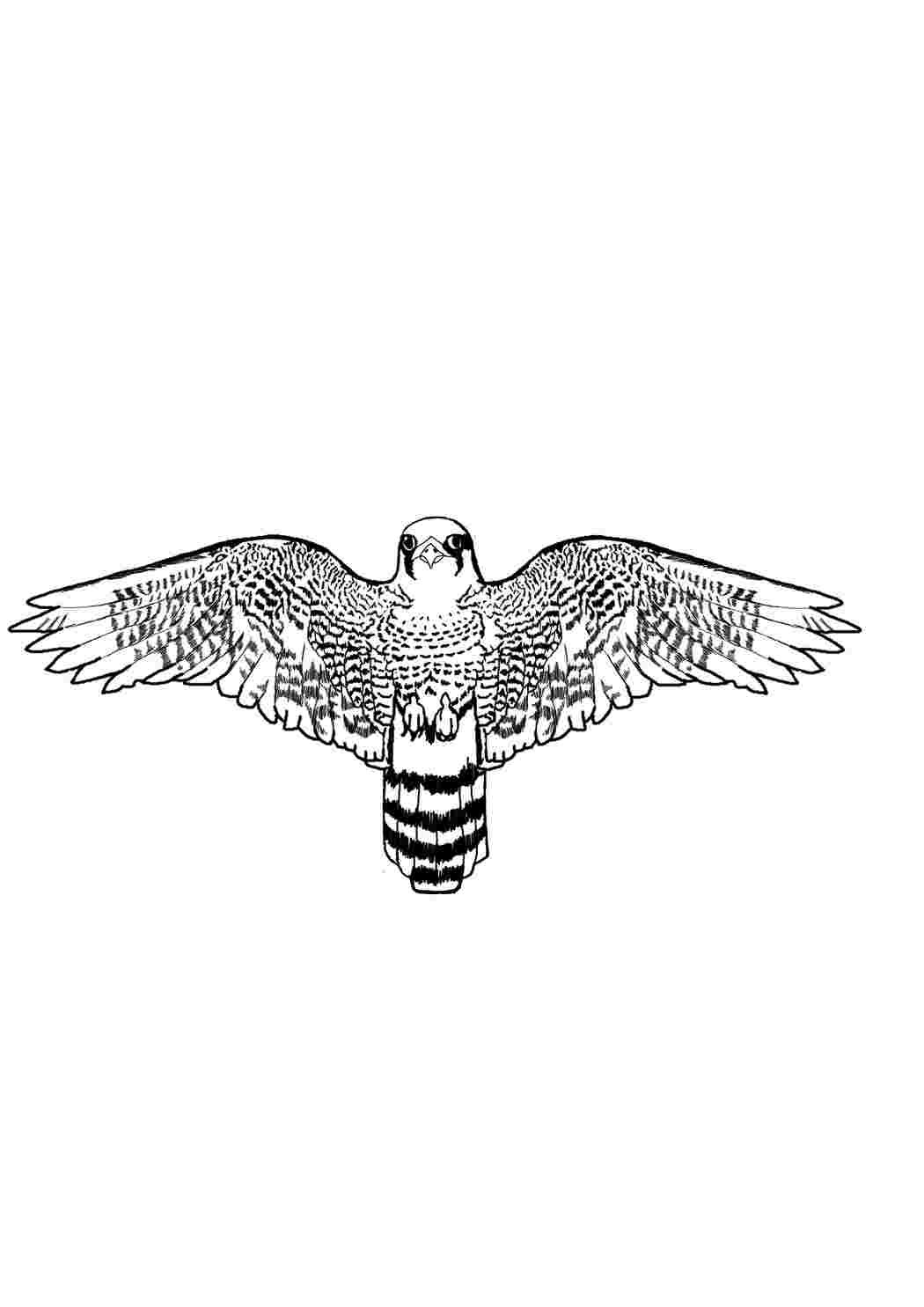 Сокол Сапсан трафарет