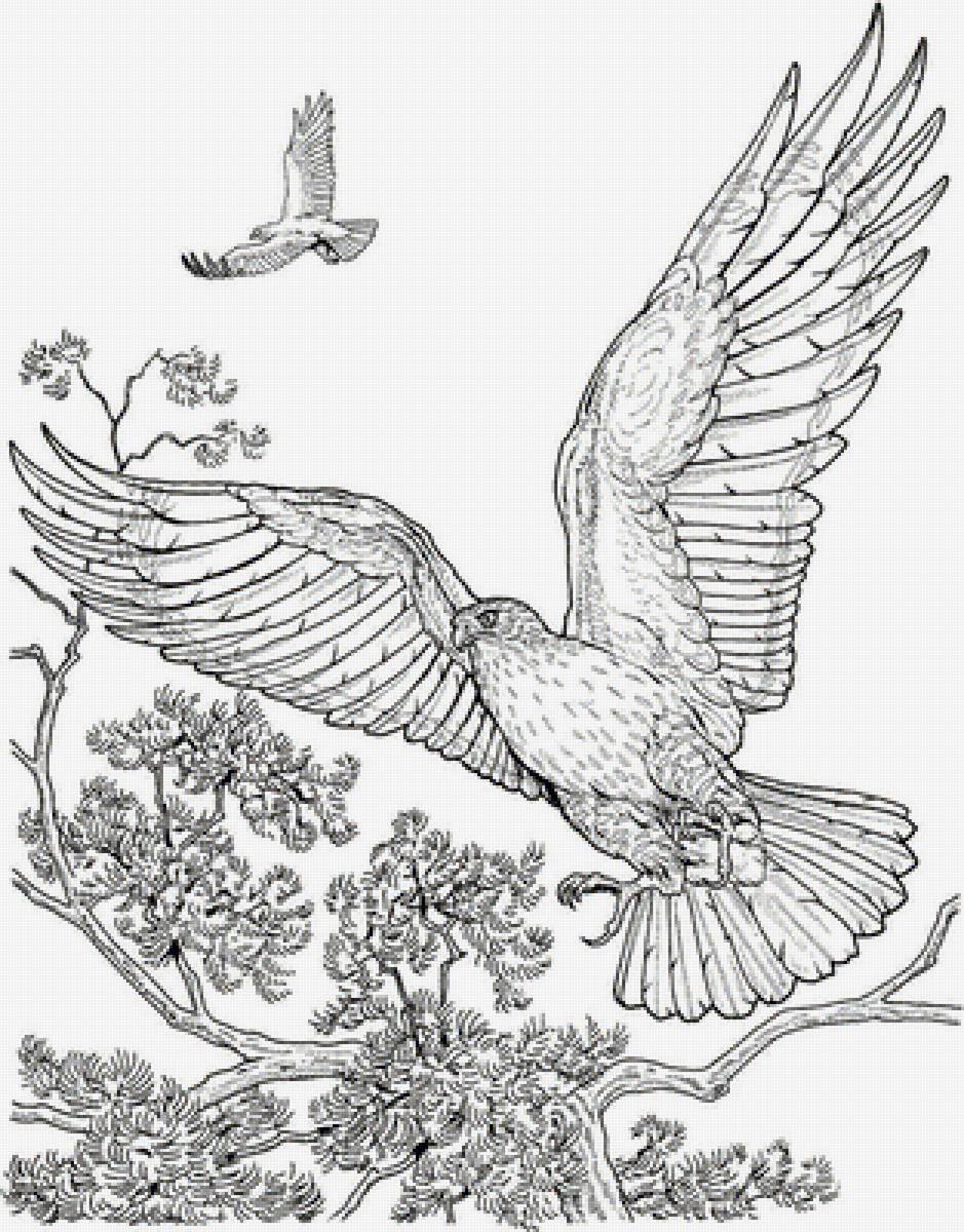 Орел раскраска