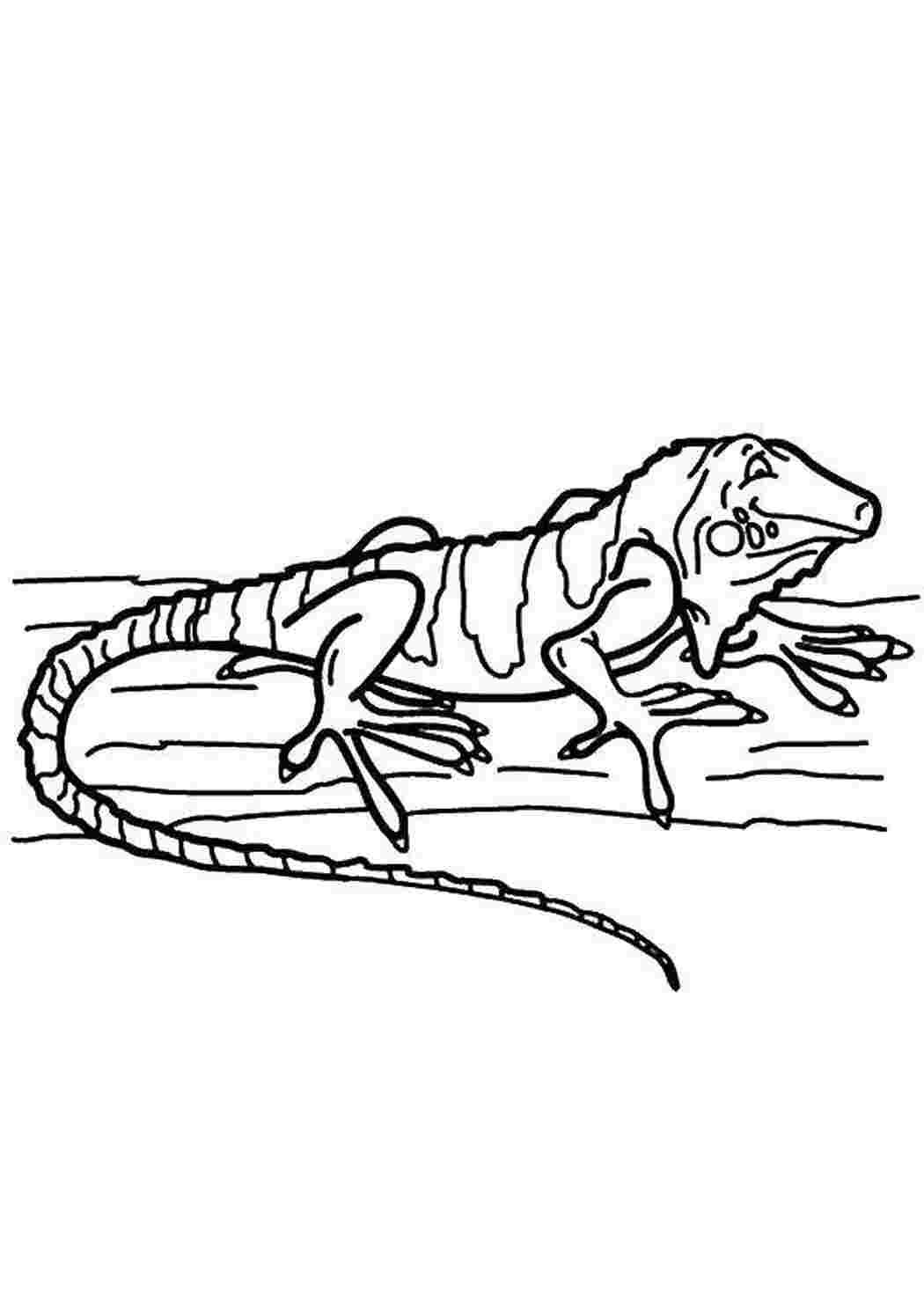 Пресмыкающиеся раскраска