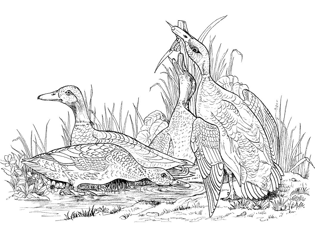 Селезень раскраска