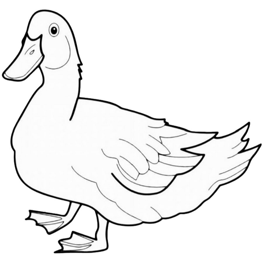 Раскраска селезень