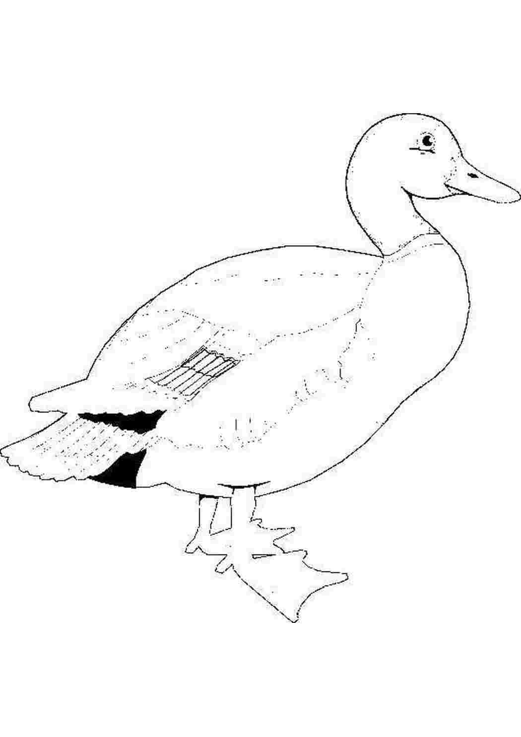 Раскраска Дикие утки