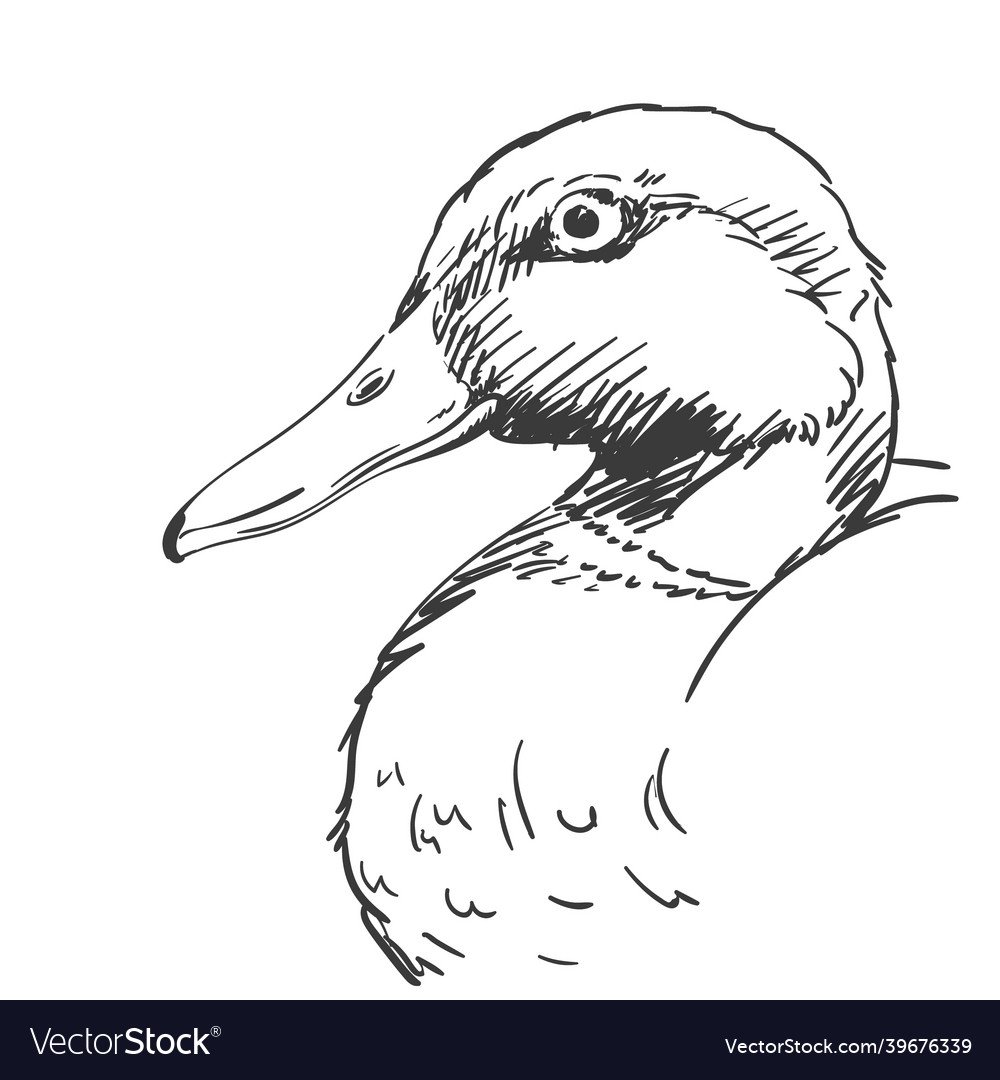 Селезень в графике